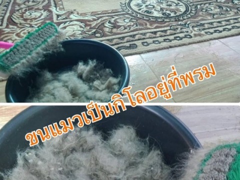 บริการรับกำจัดขนแมวและทำความสะอาด